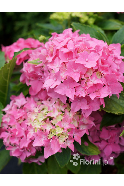 Hortensja ogrodowa 'Tovelit' Hydrangea macrophylla