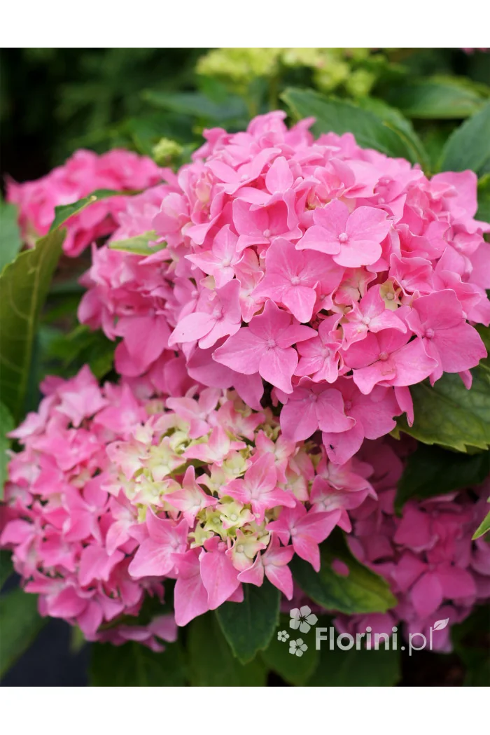 Hortensja ogrodowa 'Tovelit' Hydrangea macrophylla