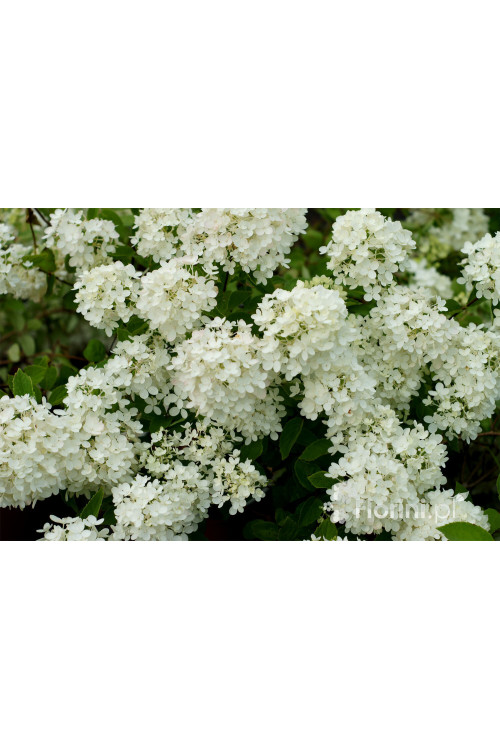 hortensja, hortensja bukietowa, hortensja Bombshell, hydrangea, hydrangea paniculata