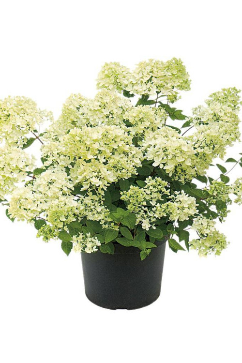 hortensja, hortensja bukietowa, hortensja Bombshell, hydrangea, hydrangea paniculata