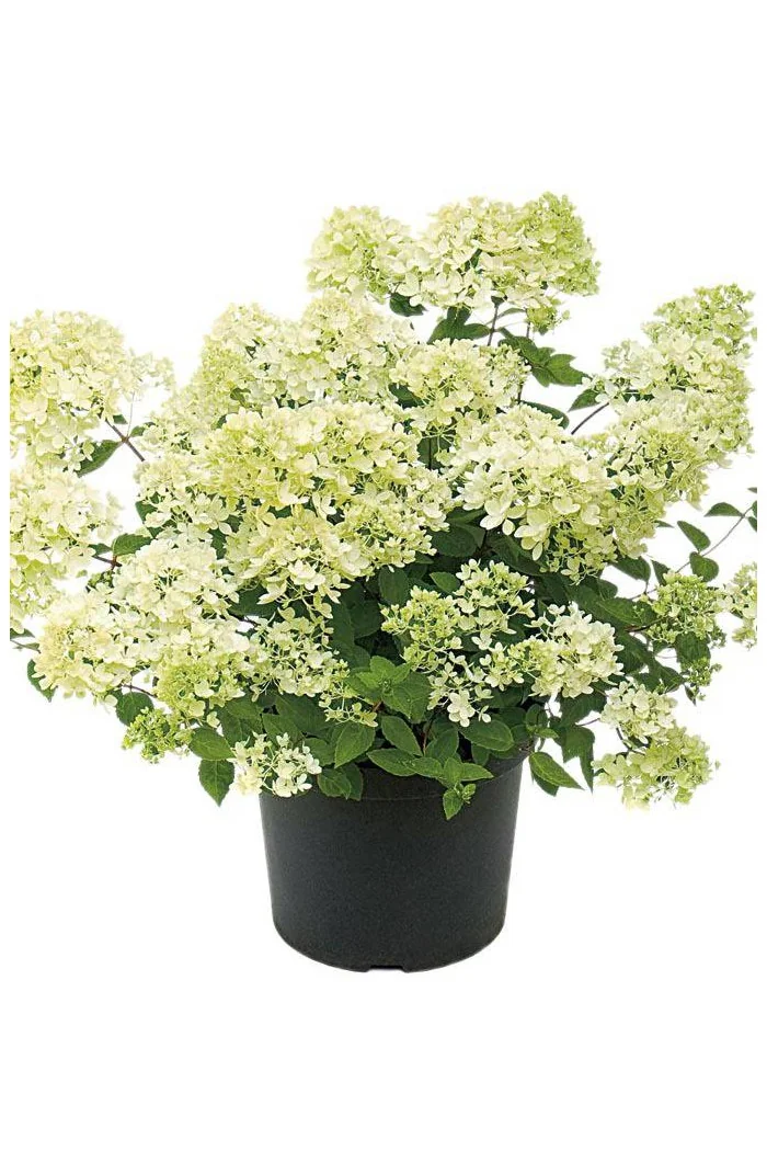 hortensja, hortensja bukietowa, hortensja Bombshell, hydrangea, hydrangea paniculata