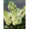 Hortensja bukietowa 'Magical Moonlight' | Hydrangea paniculata