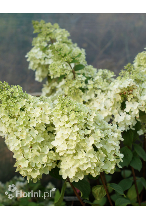 Hortensja bukietowa 'Magical Moonlight' | Hydrangea paniculata