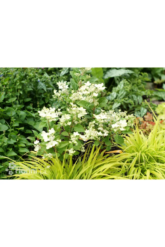 Hortensja bukietowa 'Polestar' | Hydrangea paniculata