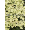 Hortensja bukietowa 'Polestar' | Hydrangea paniculata
