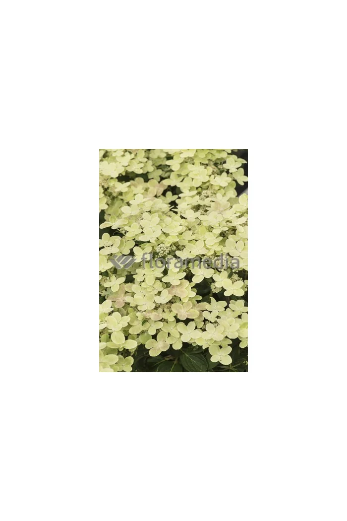 Hortensja bukietowa 'Polestar' | Hydrangea paniculata