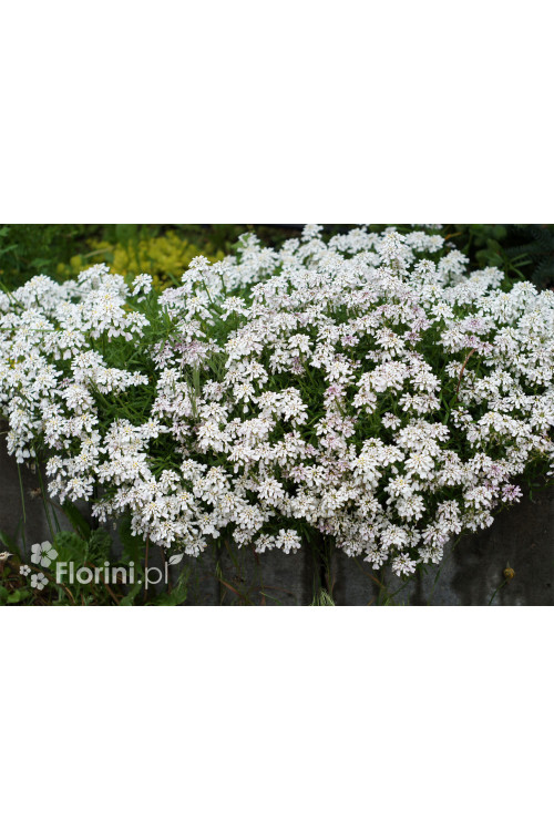 Ubiorek wieczniezielony 'Appen Etz' | Iberis sempervirens