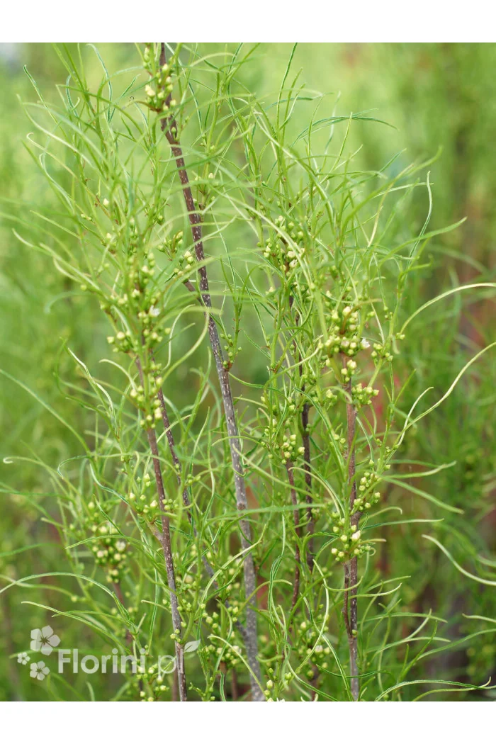 Kruszyna pospolita 'Asplenifolia' | Frangula alnus