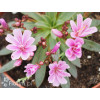 Lewizja długopłatkowa 'Little Raspberry' | Lewisia longipetala