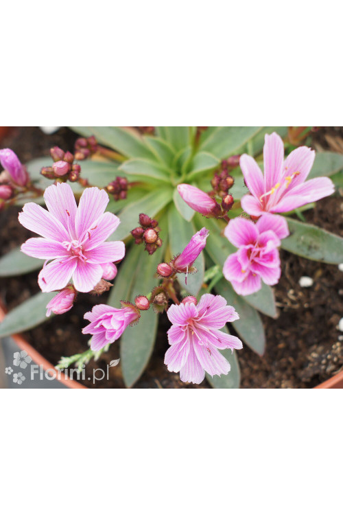 Lewizja długopłatkowa 'Little Raspberry' | Lewisia longipetala