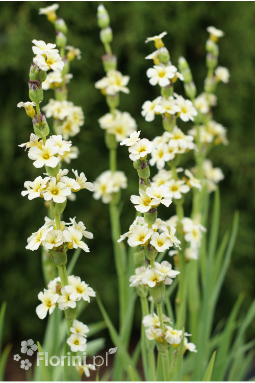 Miecznica szerokolistna Sisyrinchium striatum