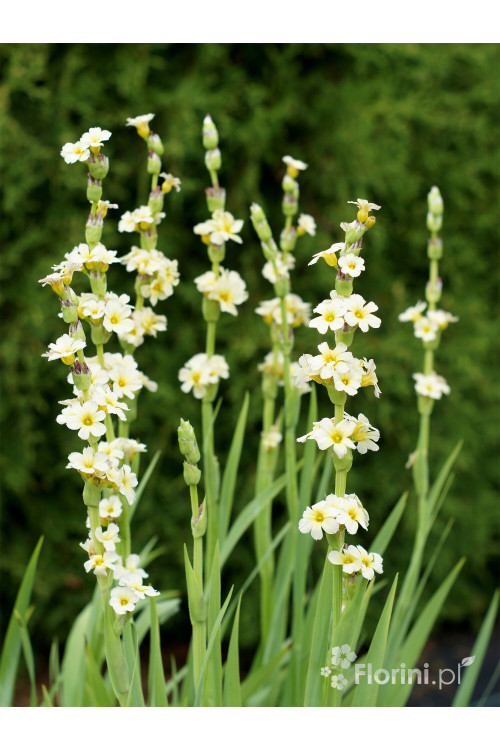 Miecznica szerokolistna Sisyrinchium striatum
