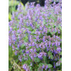 Kocimiętka Faassena 'Walker's Low' | Nepeta faassenii