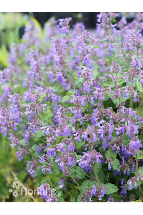 Kocimiętka Faassena 'Walker's Low' | Nepeta faassenii