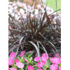 Rozplenica Słoniowa 'Vertigo' | Pennisetum purpureum