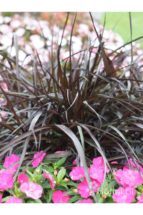 Rozplenica Słoniowa 'Vertigo' | Pennisetum purpureum