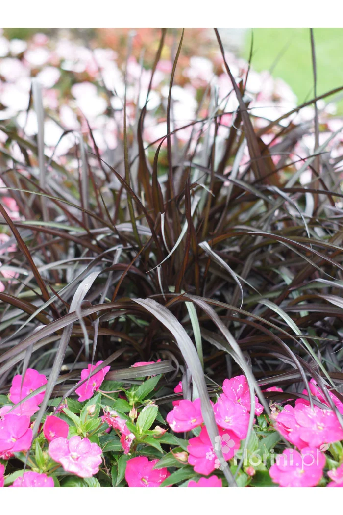 Rozplenica Słoniowa 'Vertigo' | Pennisetum purpureum