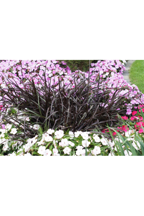 Rozplenica Słoniowa 'Vertigo' | Pennisetum purpureum