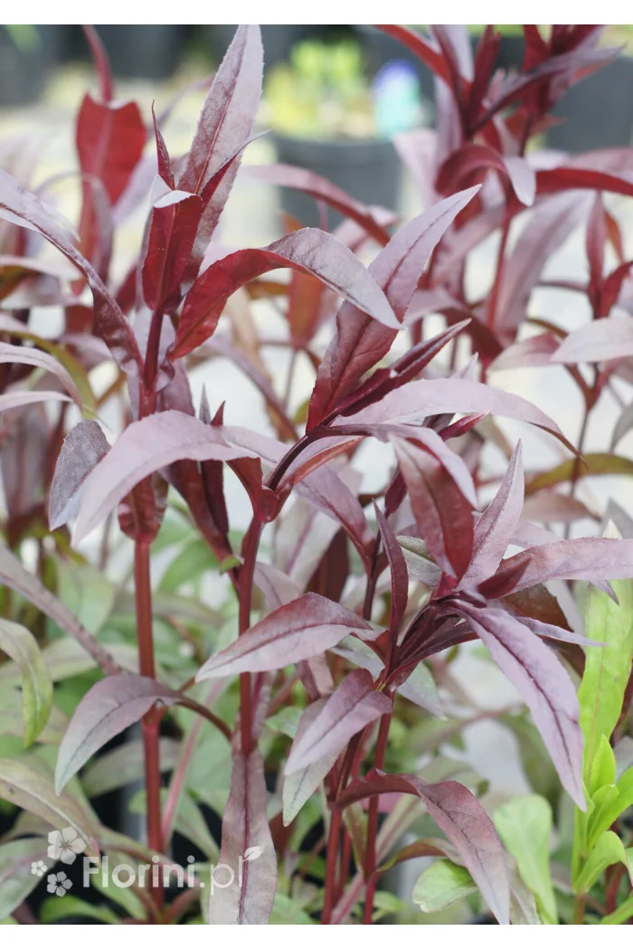 Penstemon naparstnic. 'Husker's Red' | Penstemon digitalis