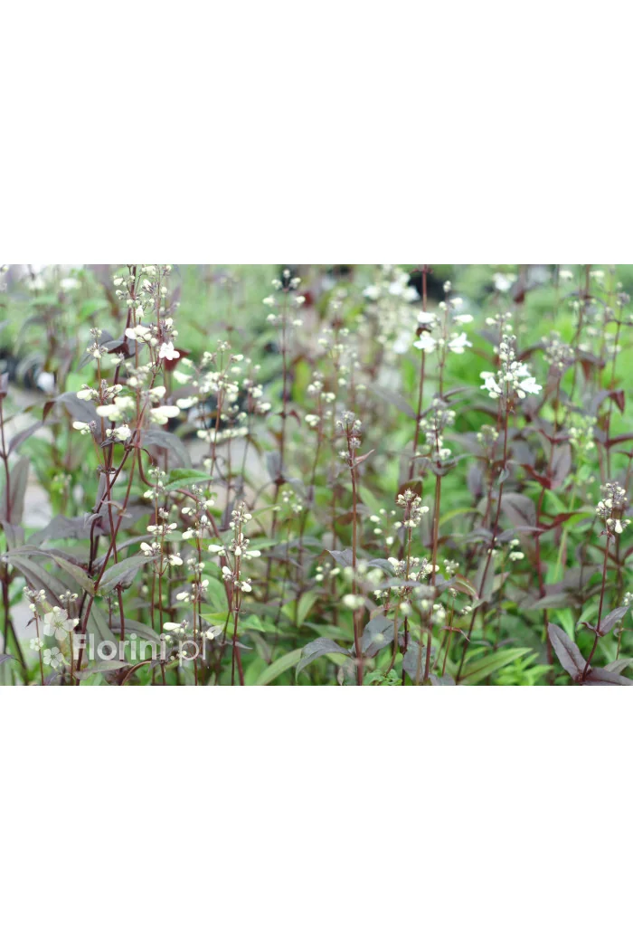 Penstemon naparstnic. 'Husker's Red' | Penstemon digitalis