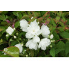 Jaśminowiec 'Little White Love' | Philadelphus