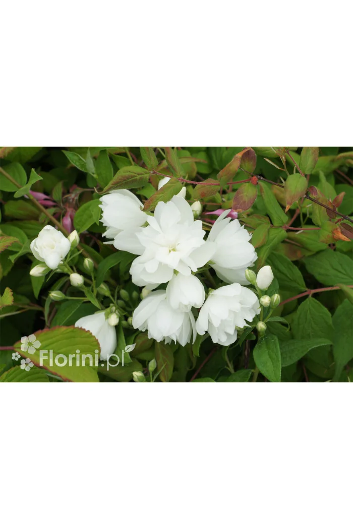 Jaśminowiec 'Little White Love' | Philadelphus