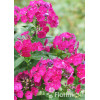 Floks wiechowaty 'Famous Magenta' | Phlox panniculata