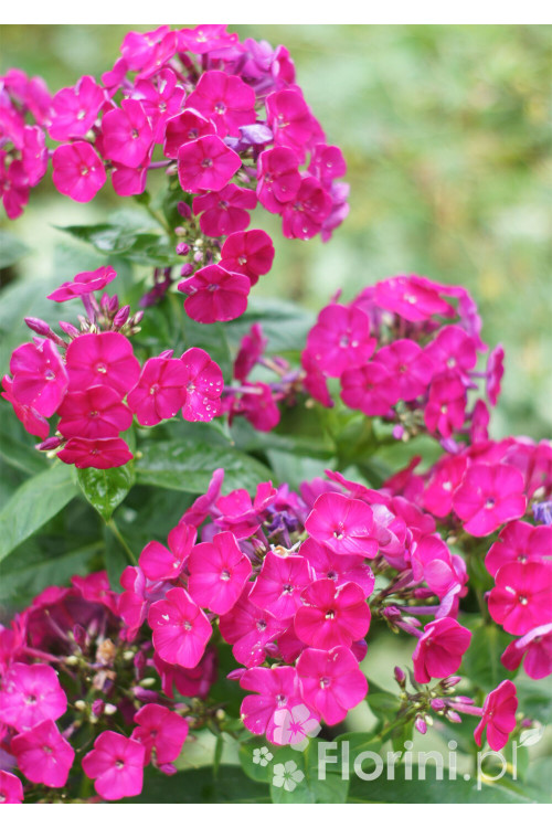 Floks wiechowaty 'Famous Magenta' | Phlox panniculata
