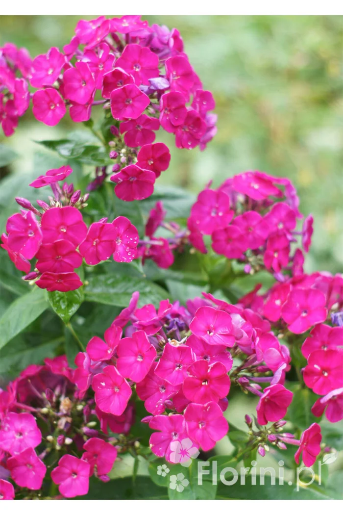 Floks wiechowaty 'Famous Magenta' | Phlox panniculata