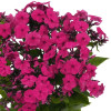Floks wiechowaty 'Famous Magenta' | Phlox panniculata