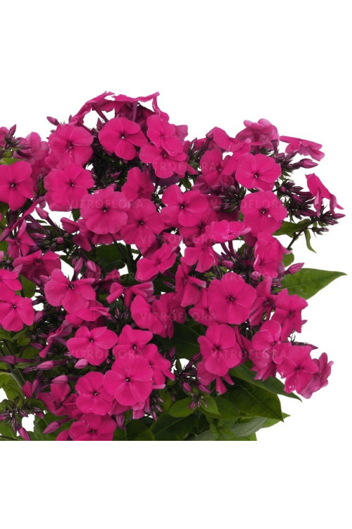 Floks wiechowaty 'Famous Magenta' | Phlox panniculata