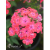 Floks wiechowaty 'Flame Pro Cerise' | Phlox panniculata