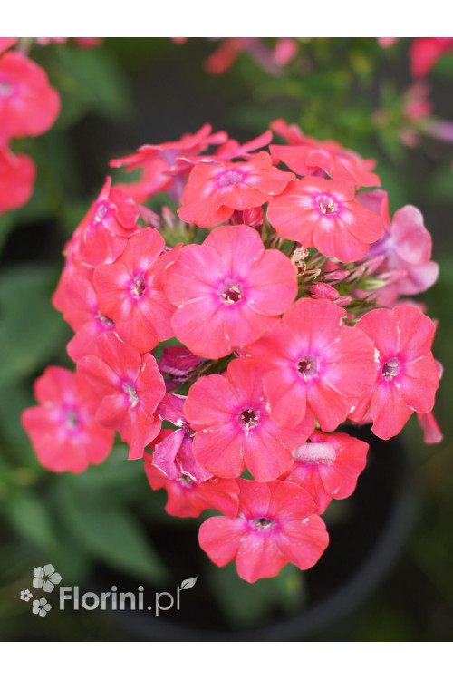 Floks wiechowaty 'Flame Pro Cerise' | Phlox panniculata