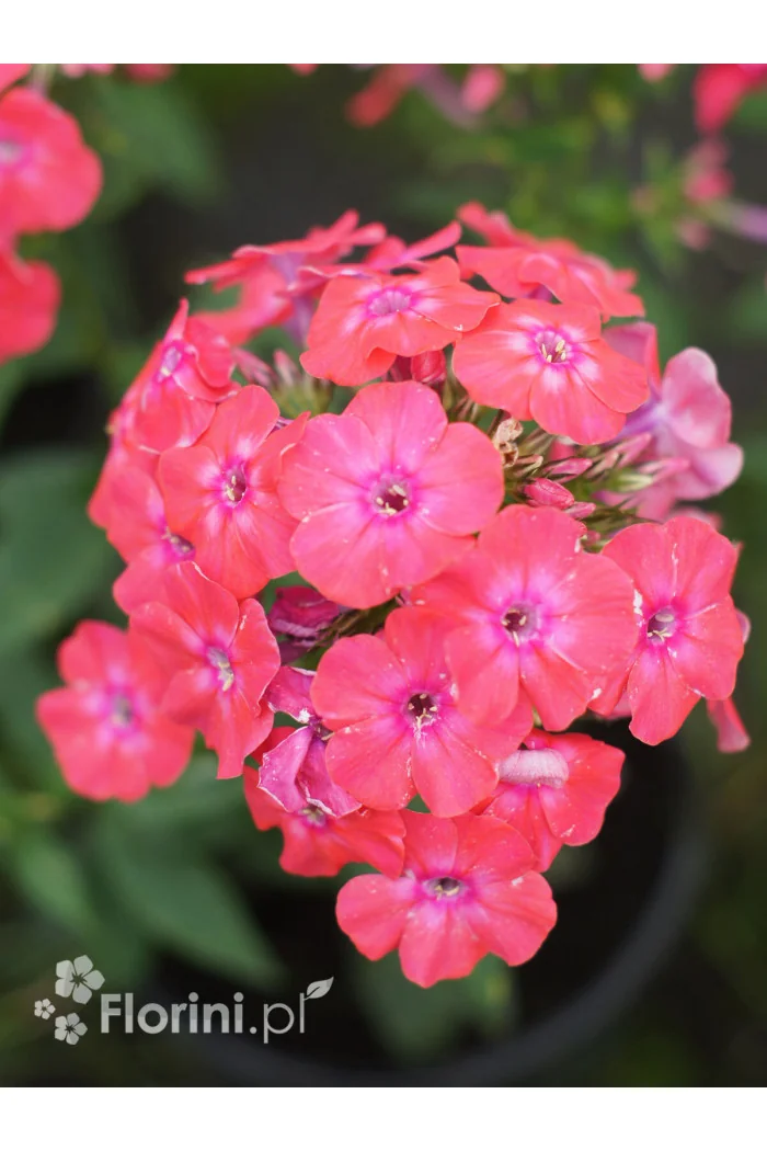Floks wiechowaty 'Flame Pro Cerise' | Phlox panniculata