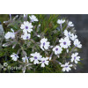 Floks szydlasty 'Bavaria' | Phlox subulata