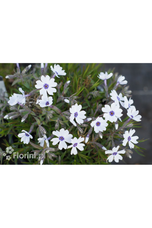 Floks szydlasty 'Bavaria' | Phlox subulata