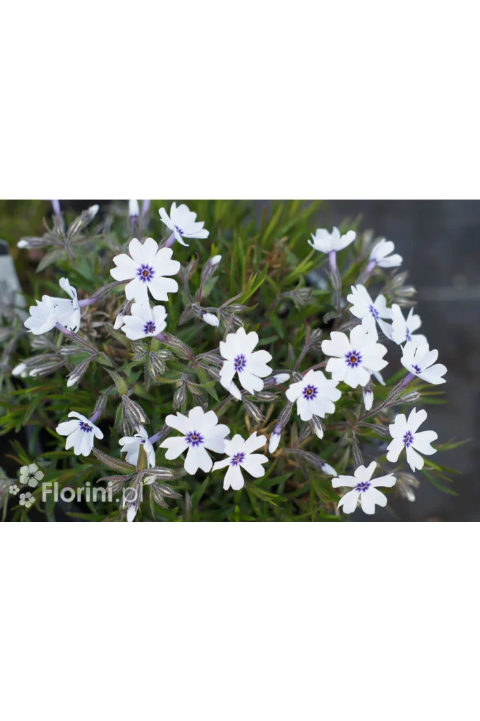 Floks szydlasty 'Bavaria' | Phlox subulata