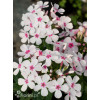 Floks wiechowaty 'White Eye Flame' | Phlox panniculata