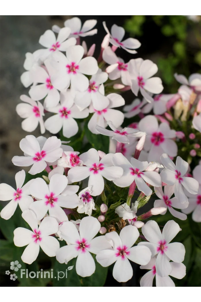 Floks wiechowaty 'White Eye Flame' | Phlox panniculata