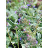 Miodunka 'Trevi Fountain' | Pulmonaria
