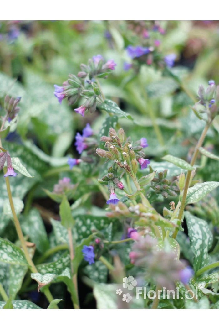 Miodunka 'Trevi Fountain' | Pulmonaria
