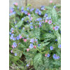Miodunka 'Trevi Fountain' | Pulmonaria