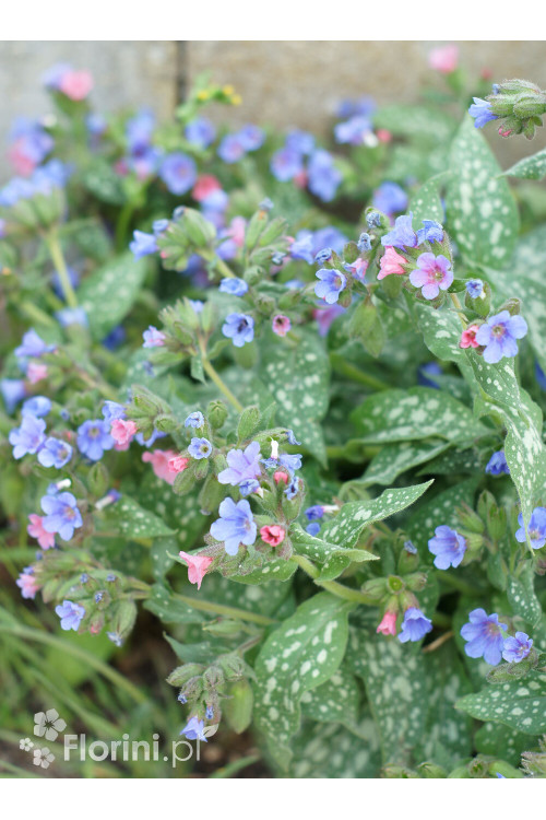 Miodunka 'Trevi Fountain' | Pulmonaria