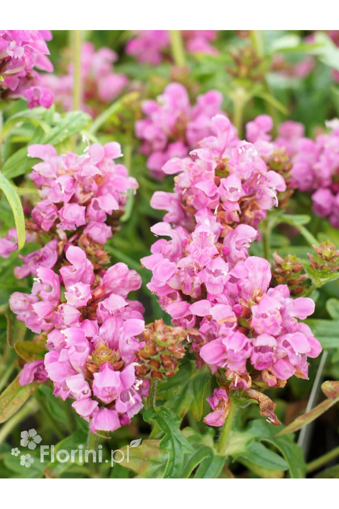 Głowienka wielkokwiatowa 'Summer Rose' | Prunella grandiflora