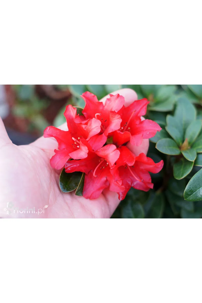 Różanecznik rozesłany 'Bengal' | Rhododendron repens
