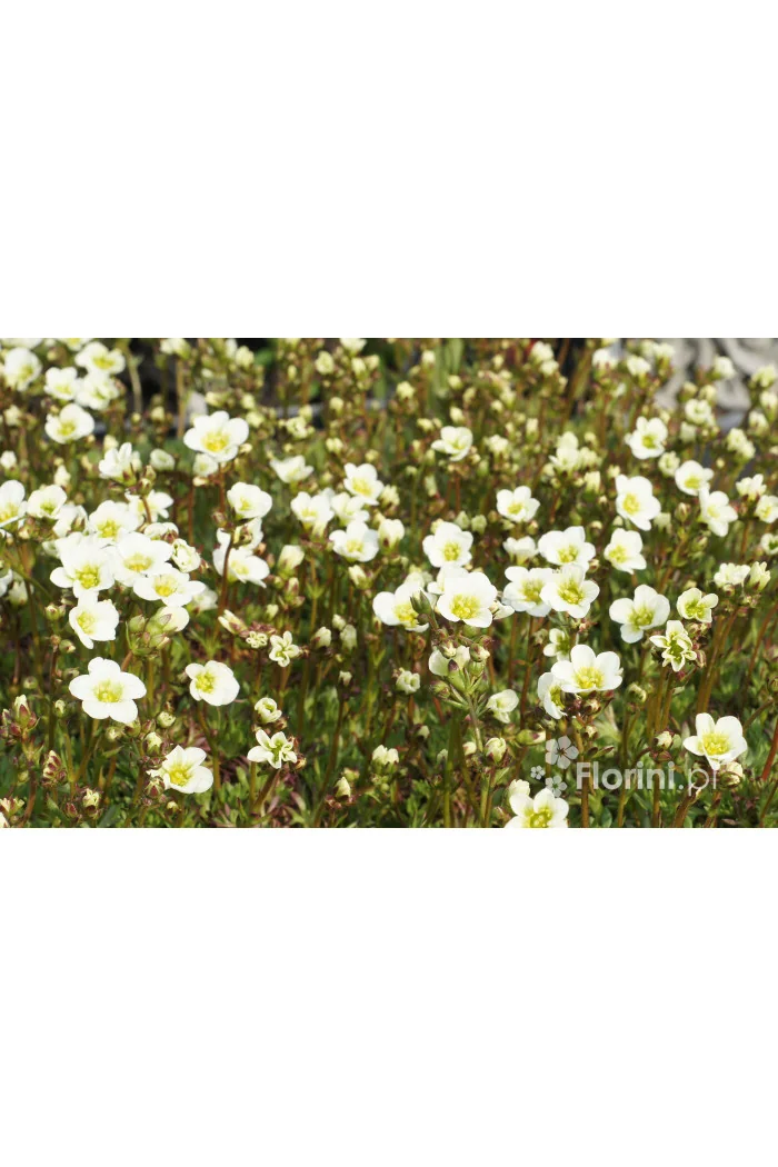 Skalnica arendsa 'Limerock' | Saxifraga