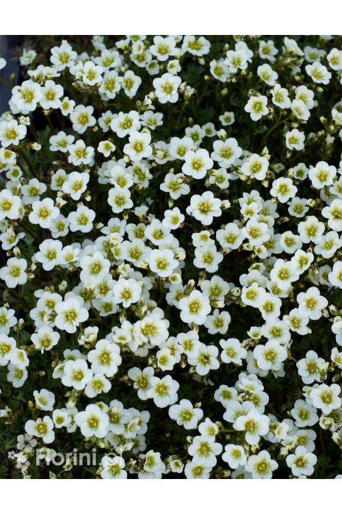 Skalnica arendsa 'Limerock' | Saxifraga