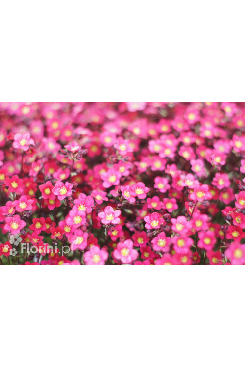 Skalnica arendsa 'Pixi Pan Red' | Saxifraga x arendsii