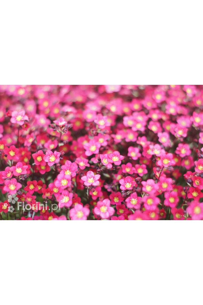 Skalnica arendsa 'Pixi Pan Red' | Saxifraga x arendsii