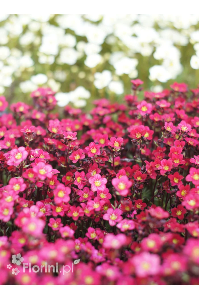 Skalnica arendsa 'Pixi Pan Red' | Saxifraga x arendsii